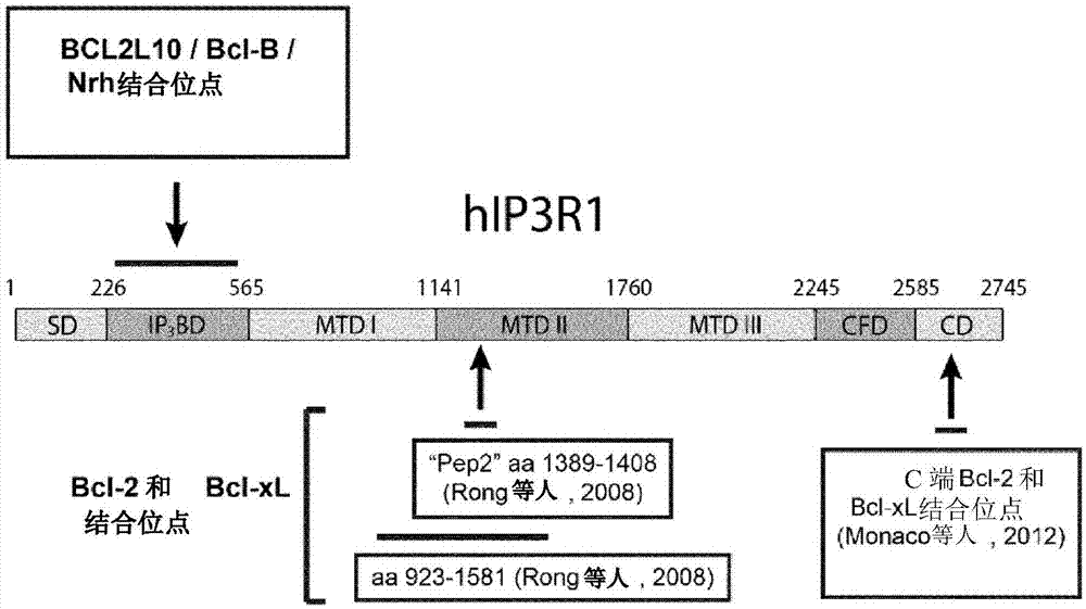 BCL-2 L10/IP3受体相互作用的抑制剂的制作方法