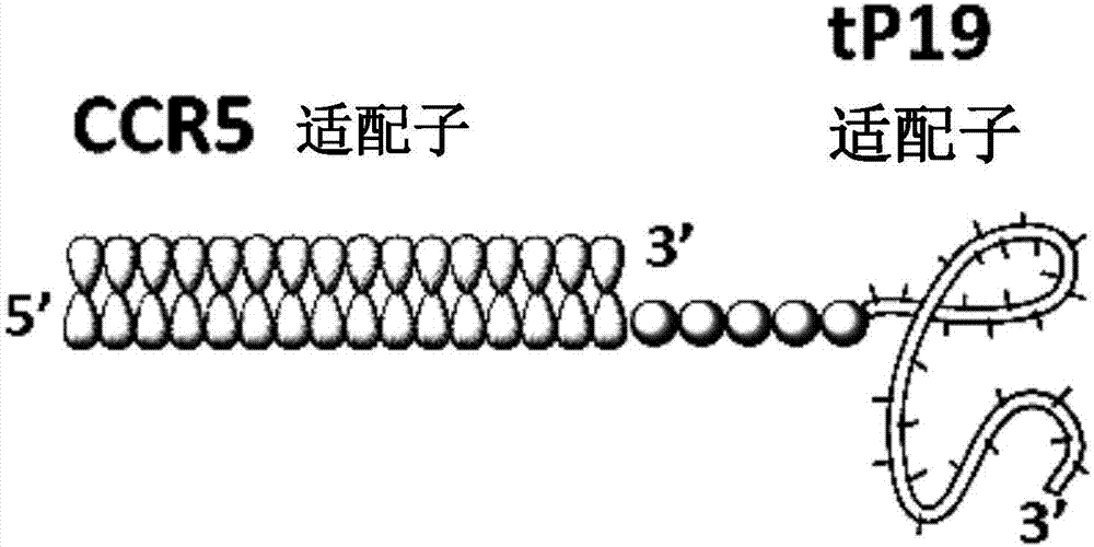 双特异性适配子的制作方法