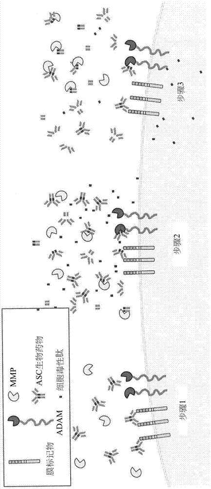 用于药物递送的抗体融合蛋白的制作方法