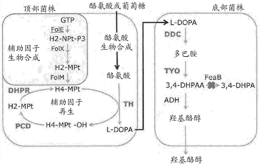 用于产生羟基酪醇的宿主细胞和方法与流程