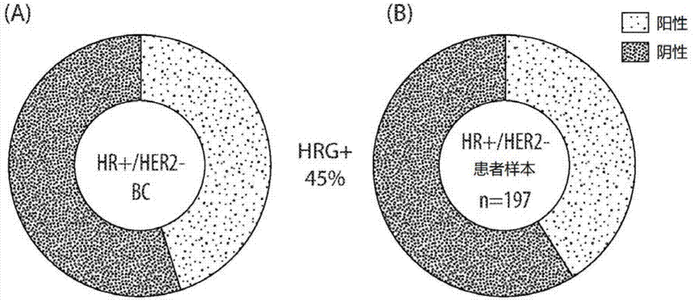 使用包含抗ERBB3抗体的联合疗法治疗ER+、HER2-、HRG+乳腺癌的方法与流程