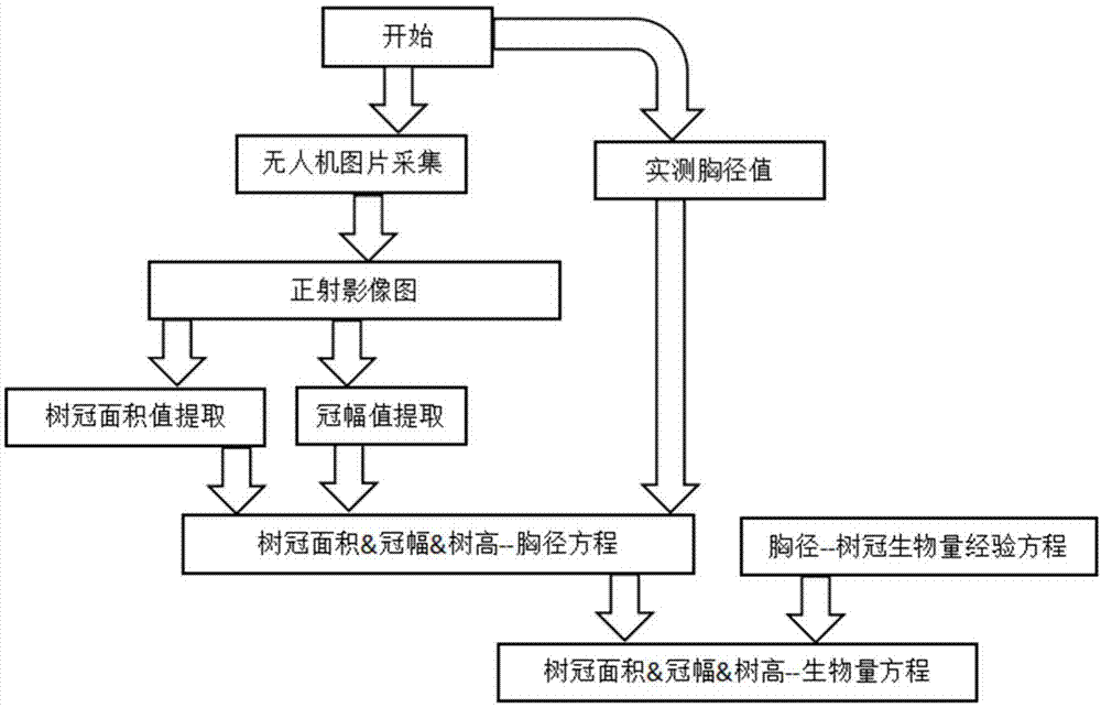 一种基于无人机影像预测樟树树冠生物量的方法与流程