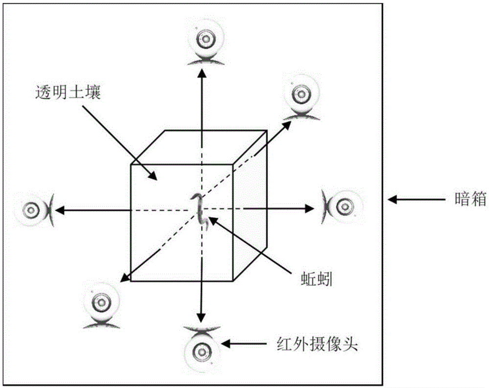 可视化观察和连续记录土壤中蚯蚓掘穴活动的方法与流程