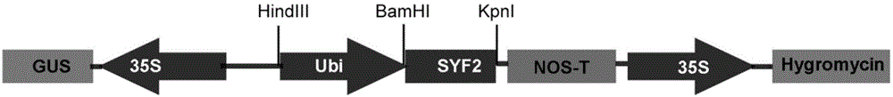 OsSYF2蛋白及其编码基因及其在调控水稻粒重中的应用的制作方法