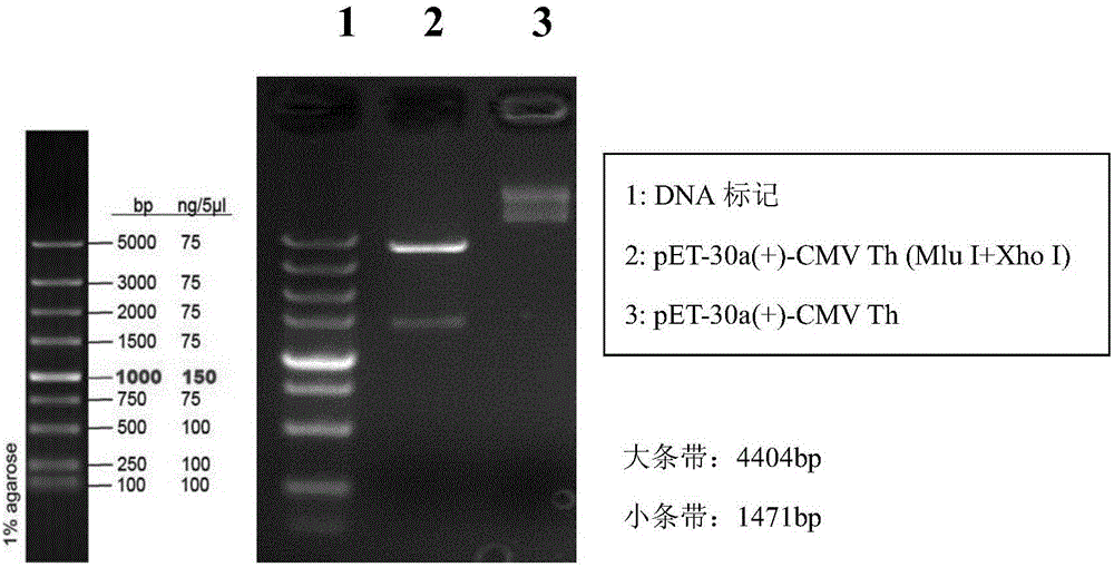 一种CD4辅助性T细胞表位融合肽及其疫苗的制作方法