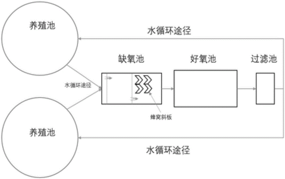 一种循环水养殖系统及其专用微生态菌剂的制作方法