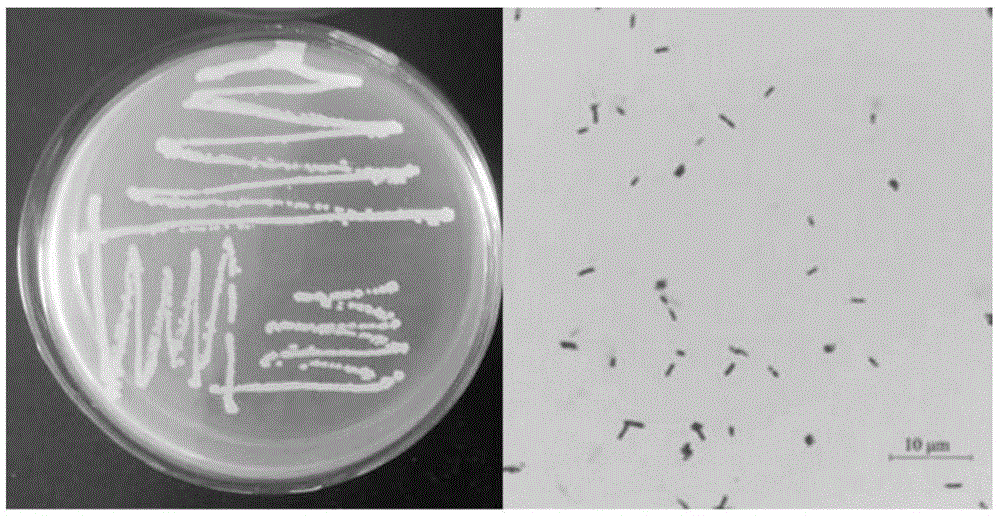 特基拉芽胞杆菌Bacillus tequilensis XG18和应用的制作方法