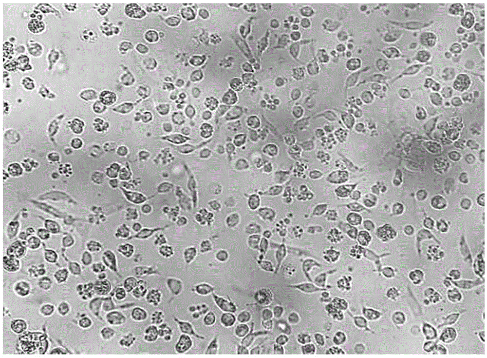 一种中华绒螯蟹血细胞的培养基及其培养方法与流程
