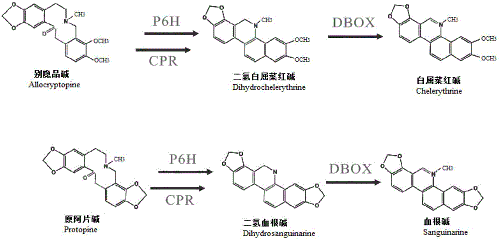 博落回二氢苯并菲啶氧化酶基因优化序列及其应用的制作方法