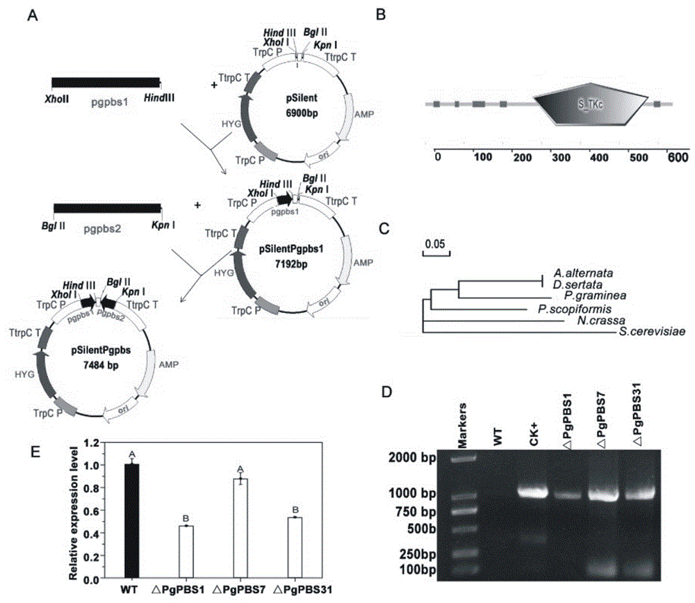 一种大麦条纹病致病性基因PgPBS及其应用的制作方法