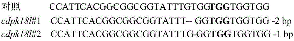CDPK18L基因作为负调控因子在提高番茄细菌性叶斑病抗性和高温抗性中的应用的制作方法