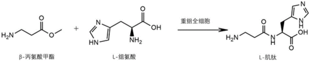 一种全细胞一步合成L-肌肽的方法与流程