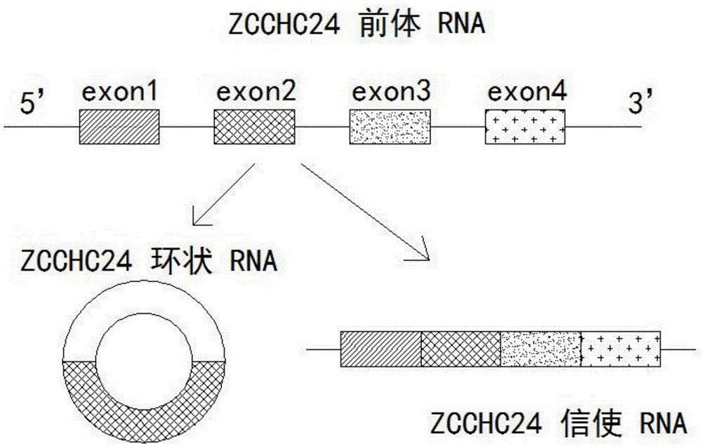 一种山羊环状RNA及其鉴定方法和功能应用与流程