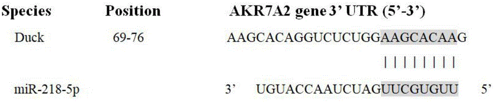 一种与鸭肠粘膜氧化应激损伤相关的miRNA及其应用的制作方法