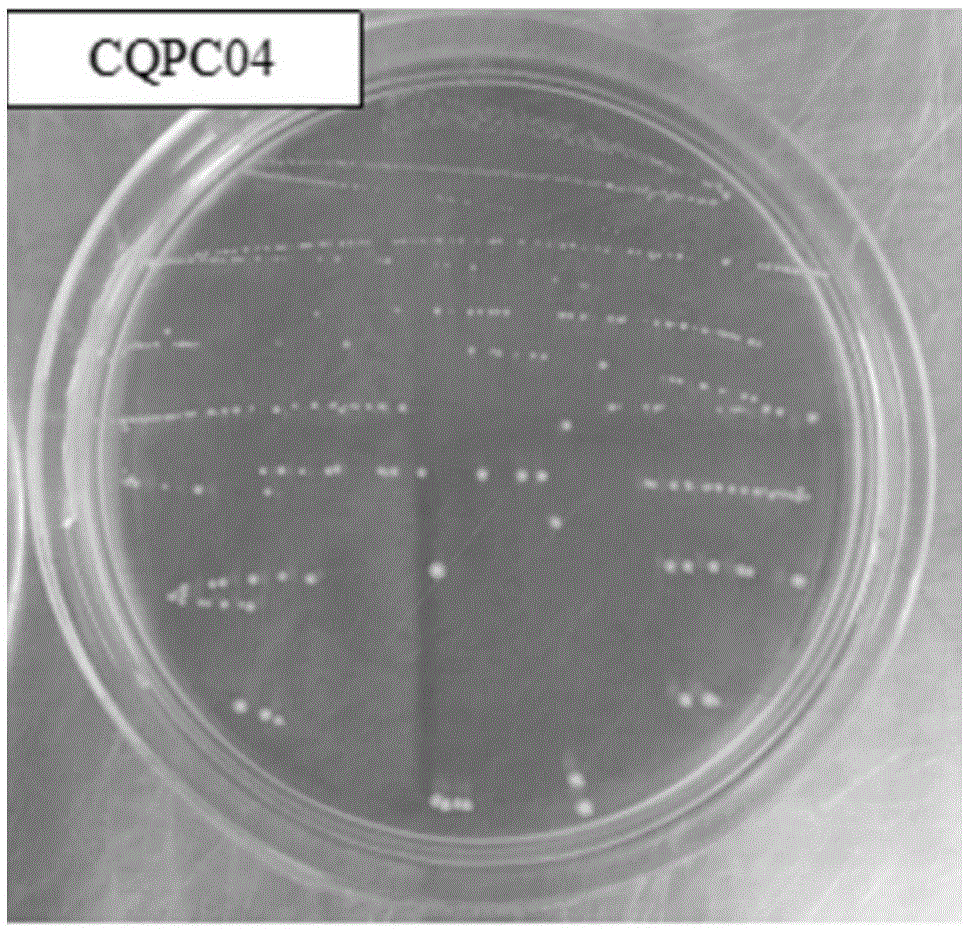 发酵乳杆菌CQPC04在制备改善溃疡性结肠炎的食品或药品中的应用的制作方法