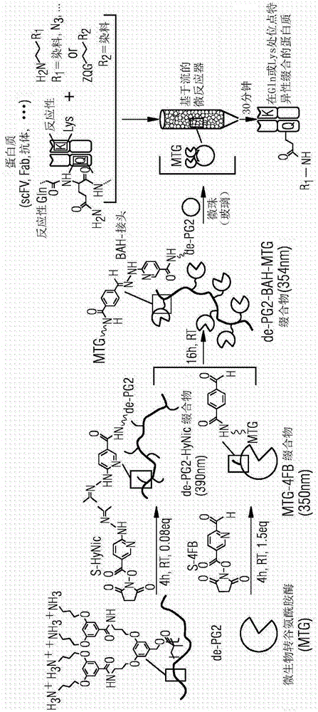 利用固相固定的微生物转谷氨酰胺酶MTG和溶液中的MTG对抗体赖氨酸残基的位点特异性缀合的制作方法