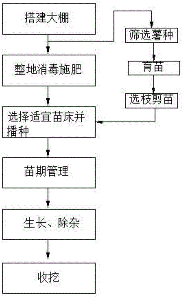 一种甘薯种植方法与流程