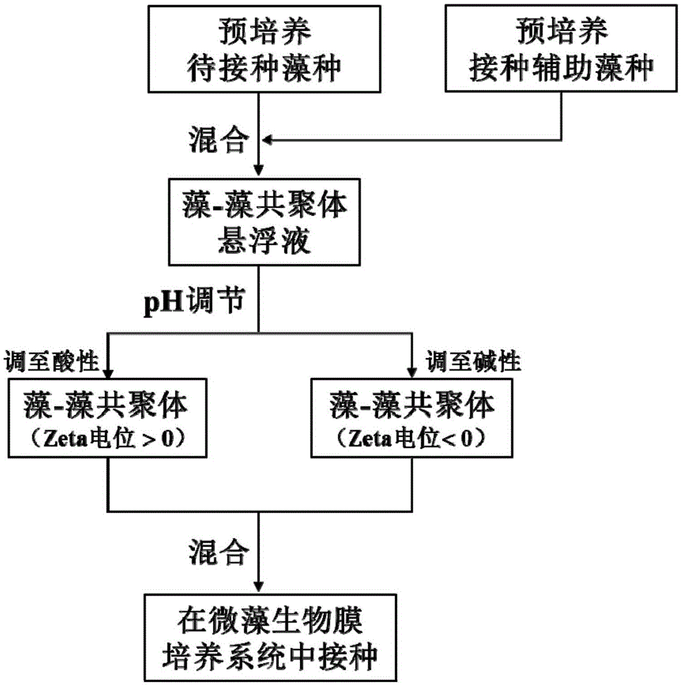 基于pH调节的微藻生物膜的快速接种方法与流程