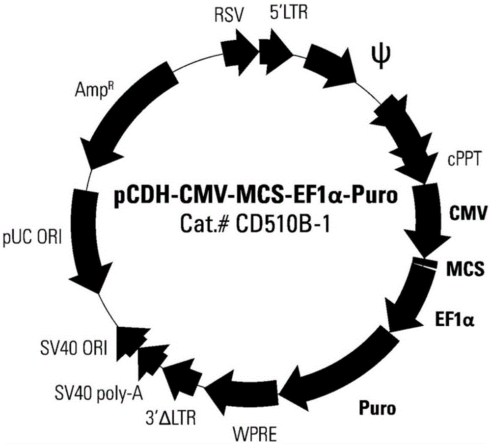 联合EpCAM和MSLN单链抗体的双靶点CAR载体及其构建方法和在乳腺癌应用与流程