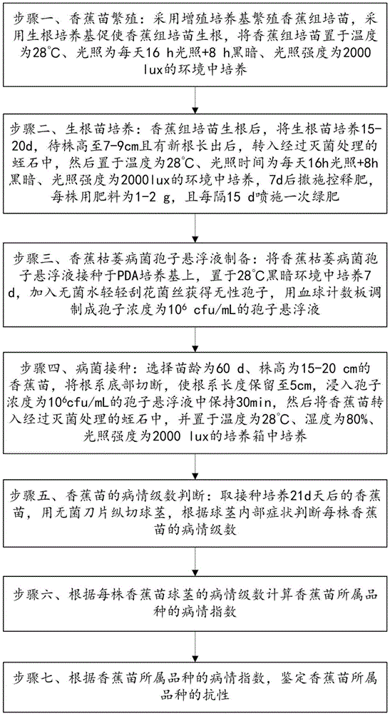 香蕉品种抗性鉴定方法与流程