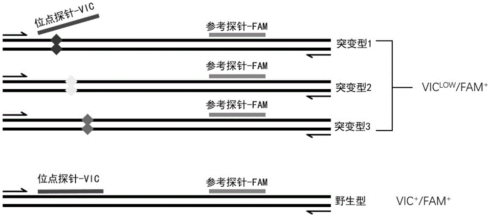 一种检测KRAS基因外显子2密码子12/13突变的试剂盒及其制备方法与流程