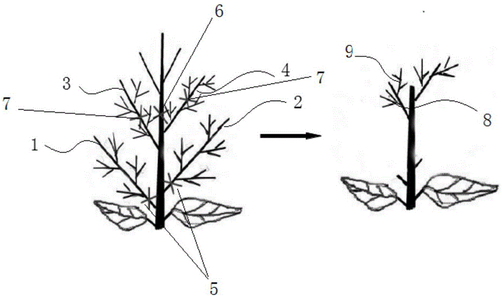 一种“无核荔”荔枝的疏花方法与流程
