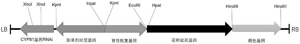 一种植物杂交体系及应用的制作方法