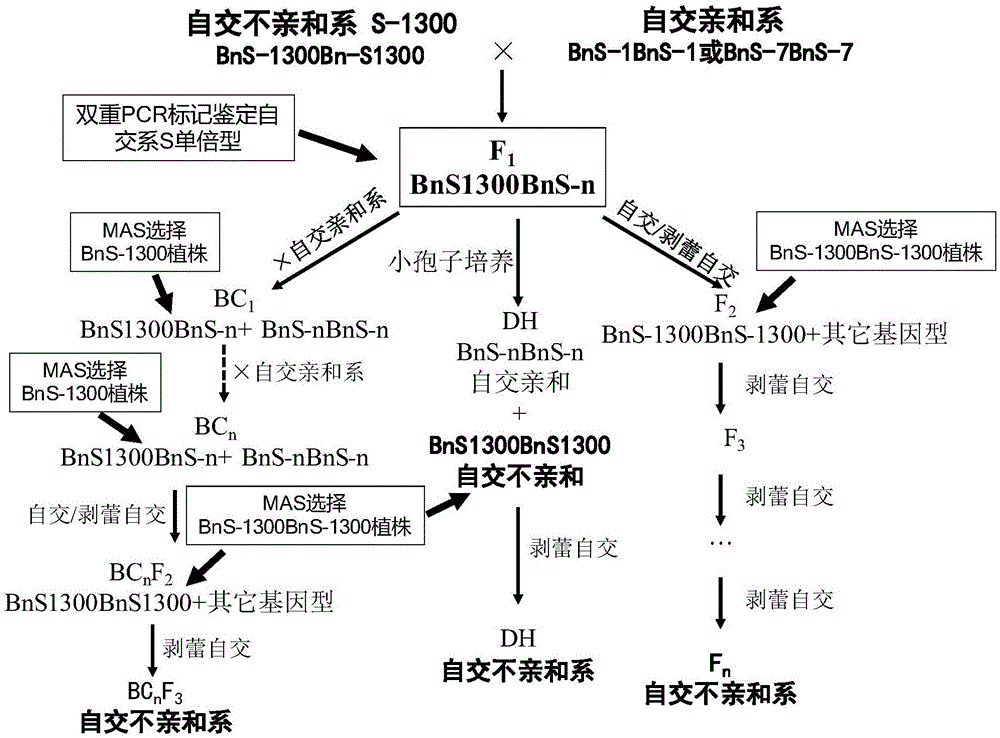 一种S单倍型分子标记辅助选育油菜自交不亲和系的方法与流程