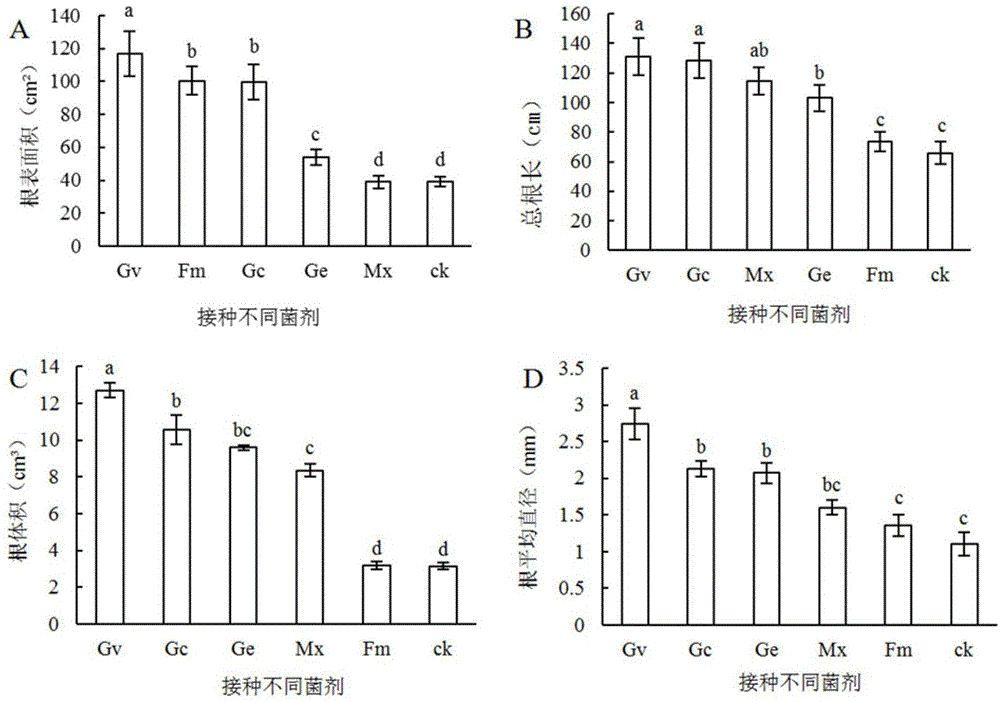 丛枝菌根真菌在促进降香黄檀生长中应用的制作方法