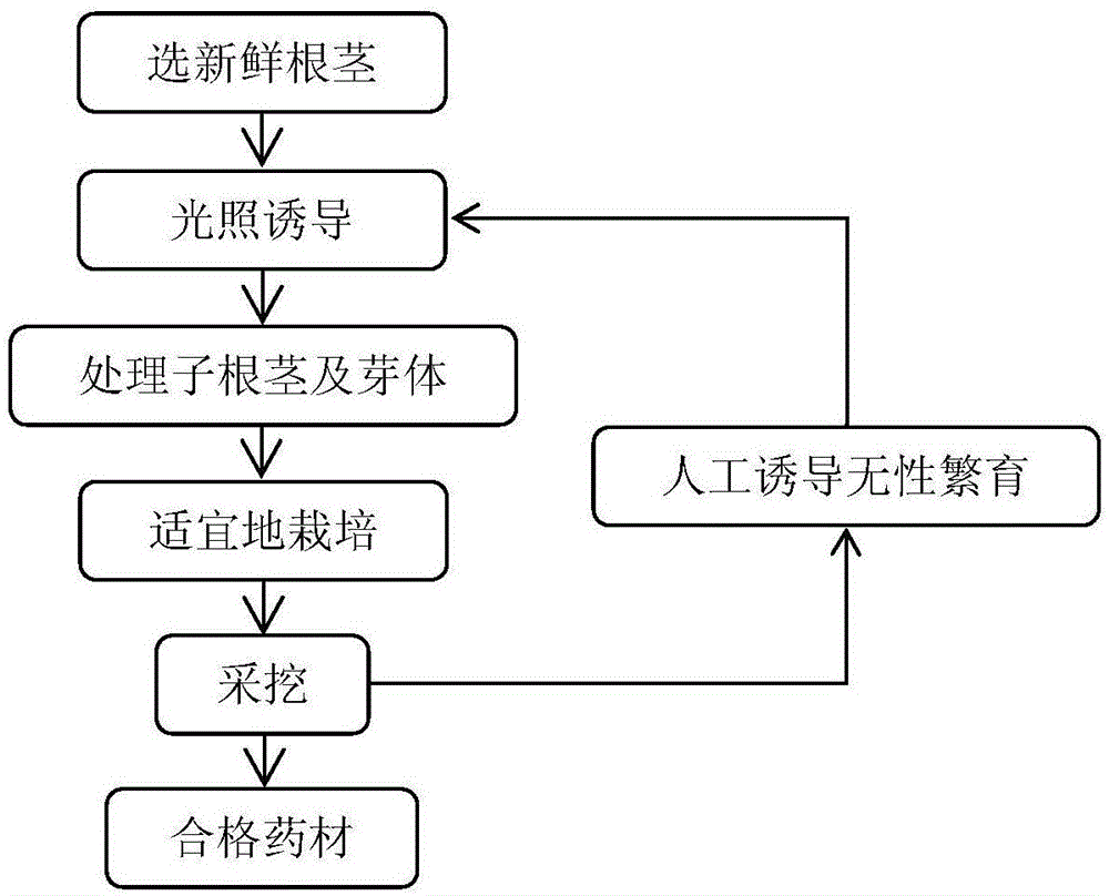 一种人工诱导重楼无性繁育的新方法与流程