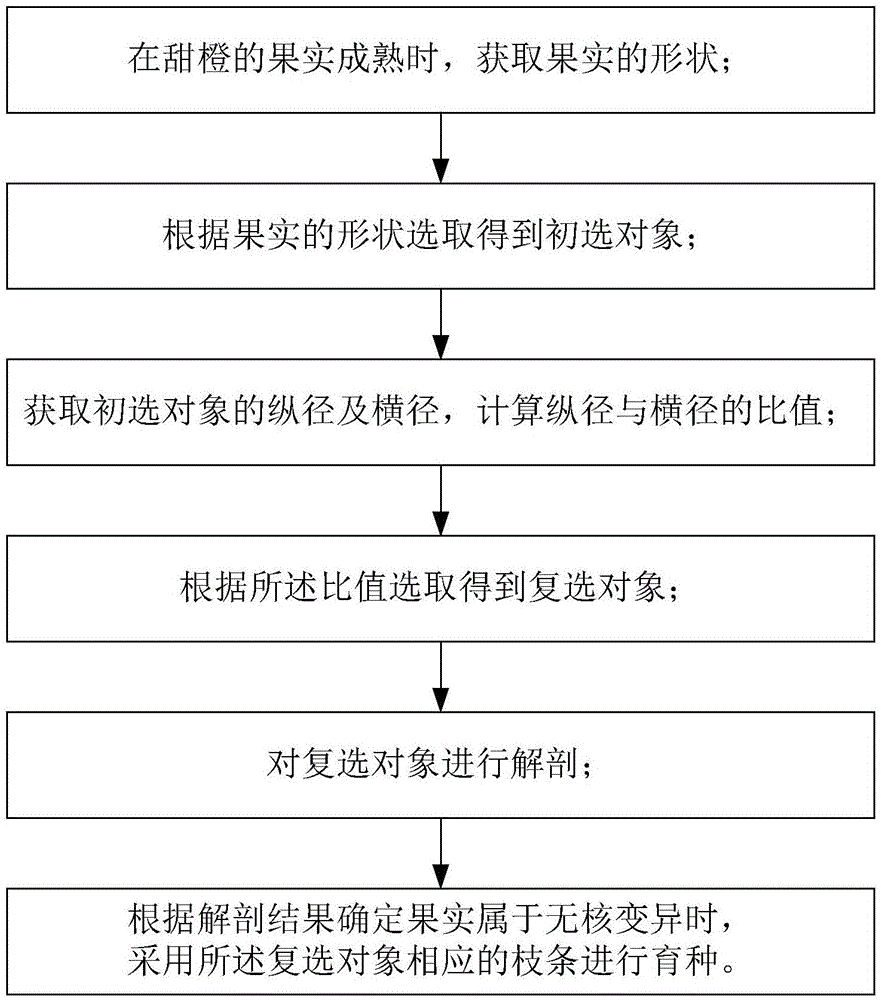 无核甜橙选种方法与流程