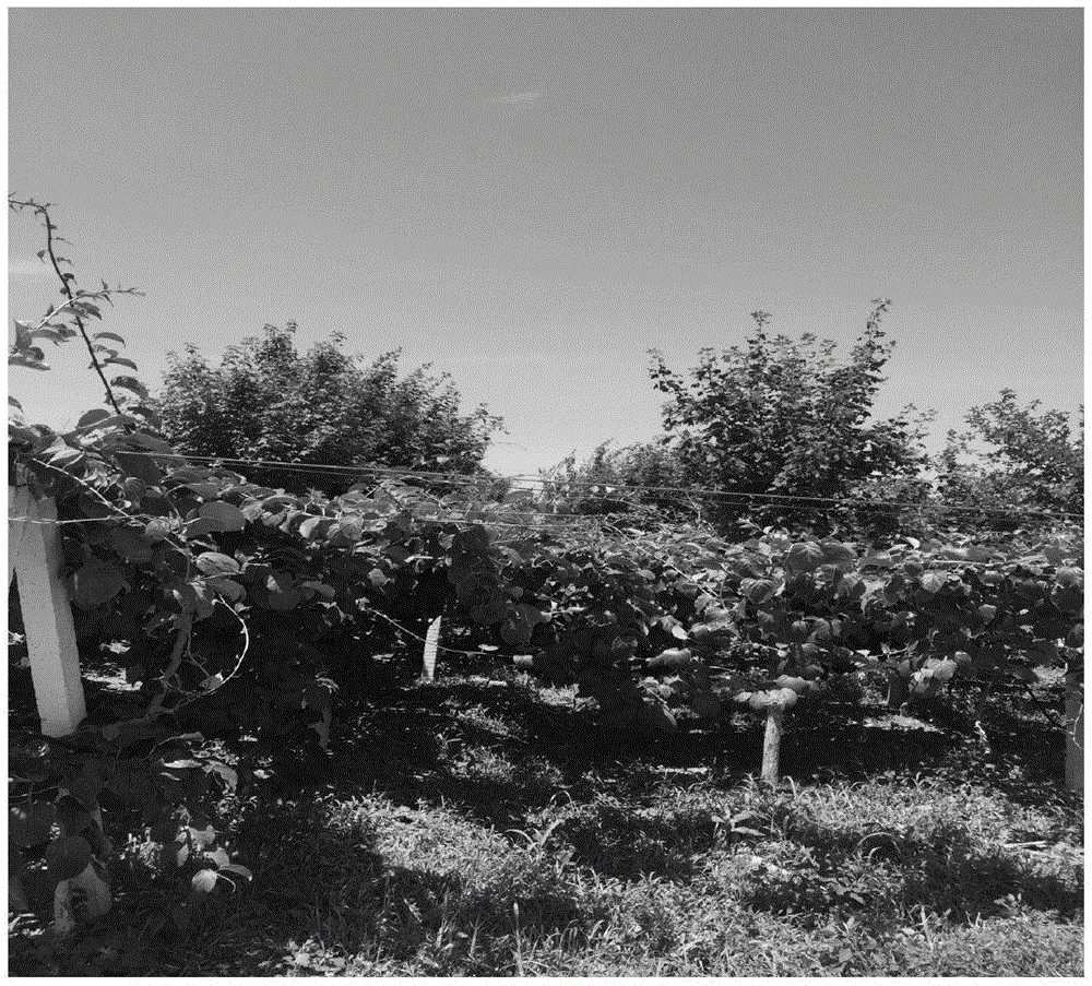 一种软枣猕猴桃果园高收益防风林建设方法与流程