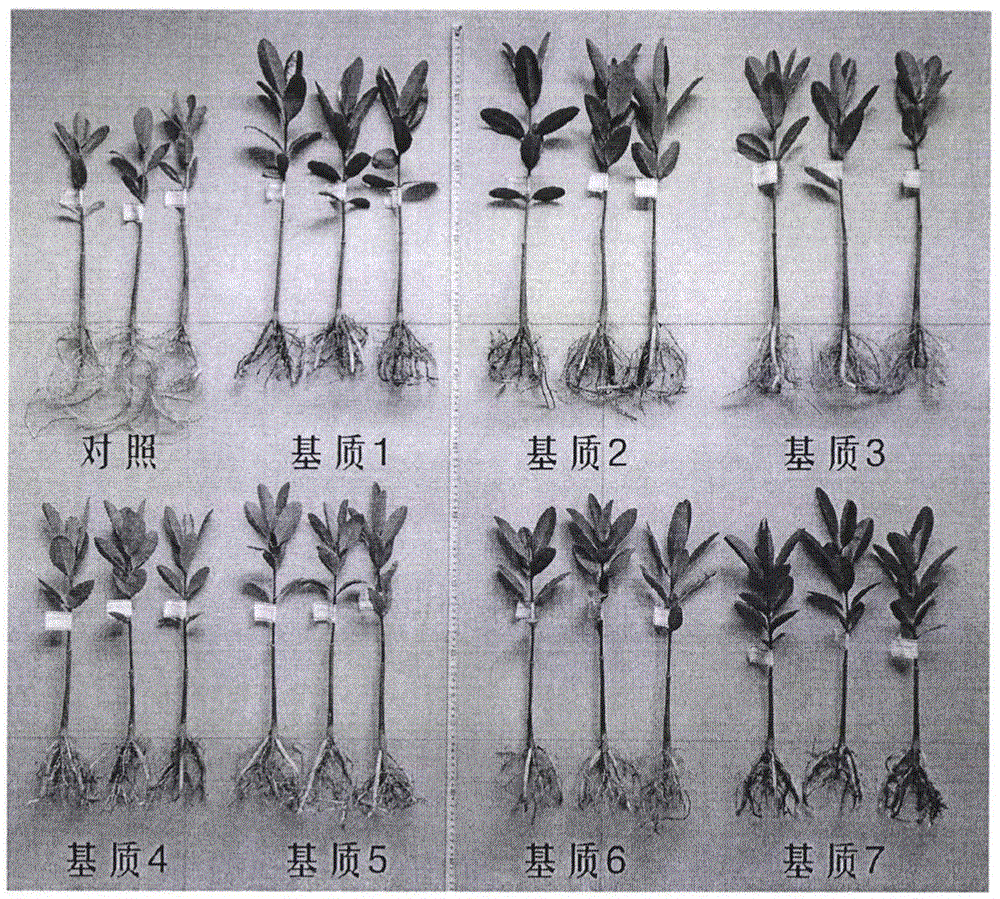 一种优化的红树植物秋茄容器苗培育方法与流程