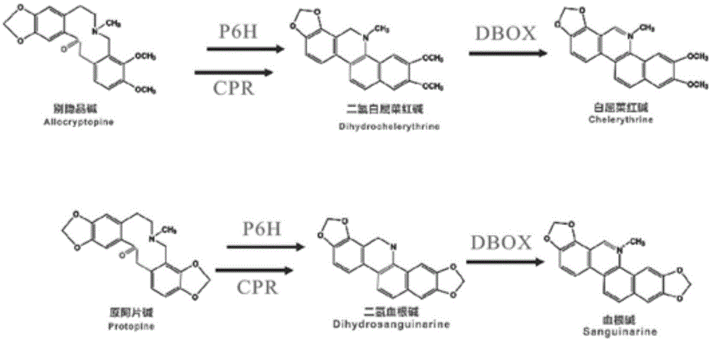 利用机械损伤高效合成血根碱和白屈菜红碱的方法与流程