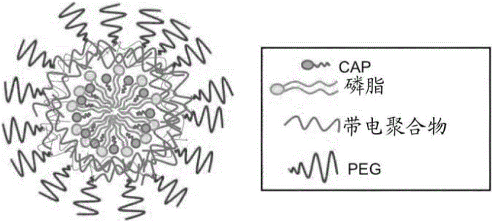利用微混合和卡培他滨两亲性质的卡培他滨的聚合物-脂质混合纳米颗粒的制作方法