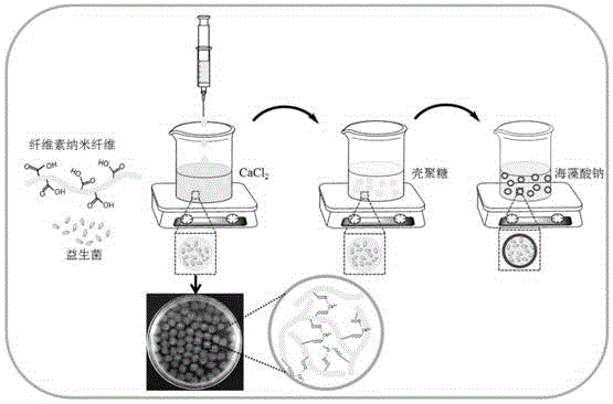 核壳结构纤维素基益生菌微胶囊及其制备方法与流程