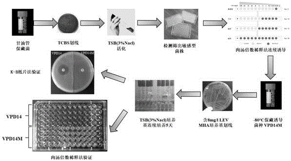 一种诱导副溶血性弧菌产生左氧氟沙星耐药性的方法与流程