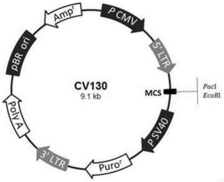 一种microRNA-181c-5p促进人源iPS定向分化为胰岛β细胞的方法与流程