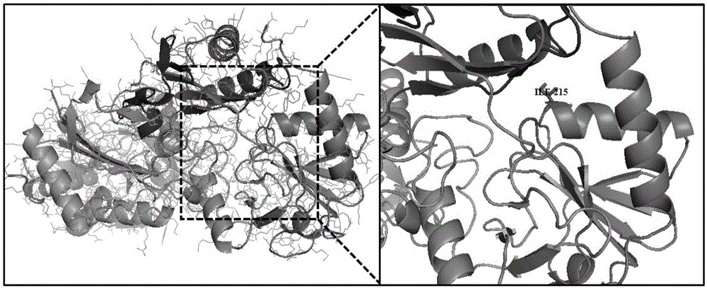 一种催化效率提高的ω-转氨酶突变体的制作方法