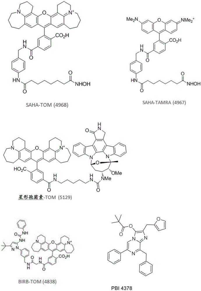 使用细胞内生物发光共振能量转移识别生物活性剂的细胞靶标结合的制作方法