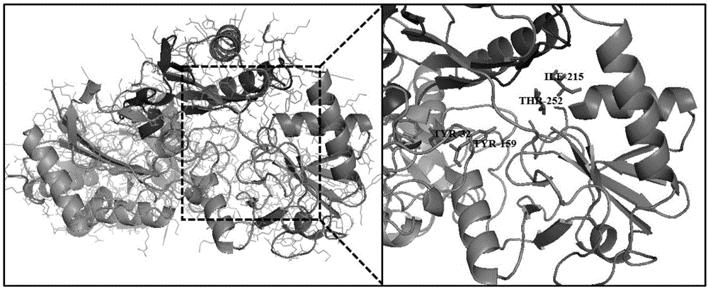 一种可催化西他沙星五元环中间体的ω-转氨酶突变体的制作方法