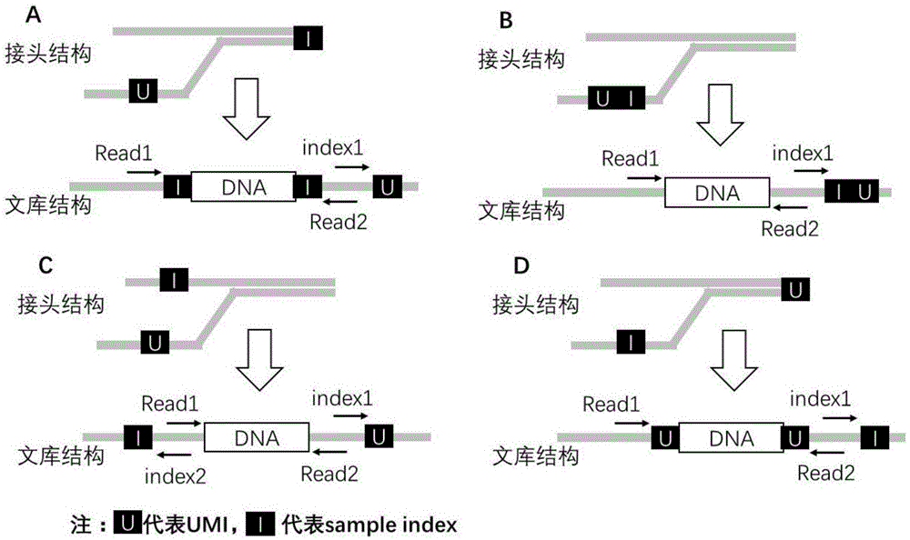 双端分子标签接头及其用途和带有该接头的测序文库的制作方法