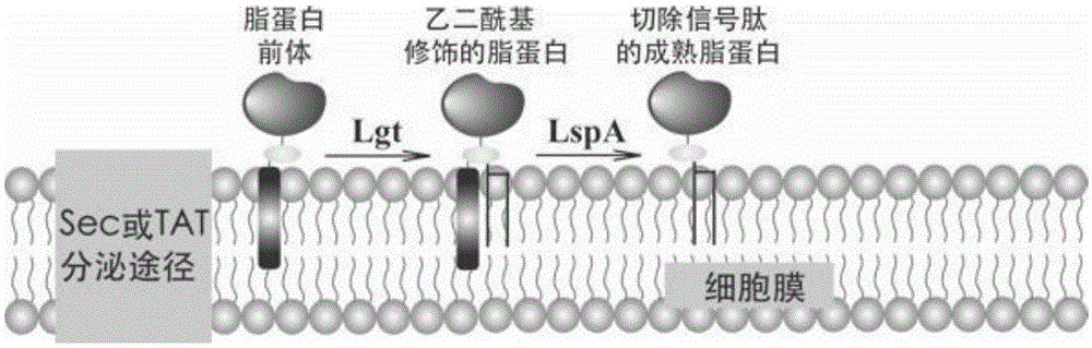 高产乳酸链球菌素的重组乳酸乳球菌及构建方法与流程
