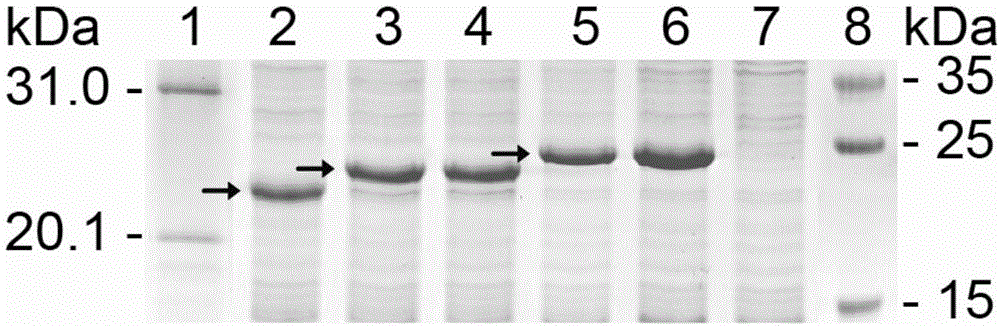 短肽重组克隆构建筛选的载体及其应用的制作方法