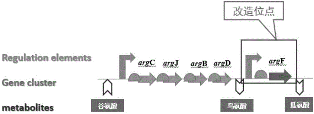 一种精准调控谷氨酸棒杆菌基因表达的方法与流程