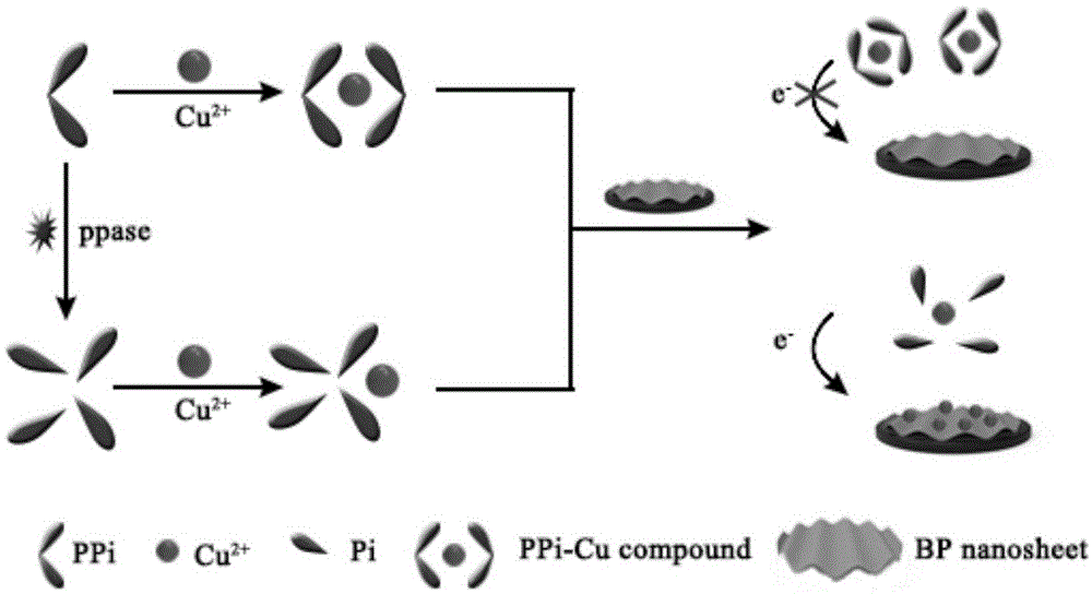 一种黑磷介导铜离子聚集的电化学信号转换的磷酸酶活性检测方法与流程