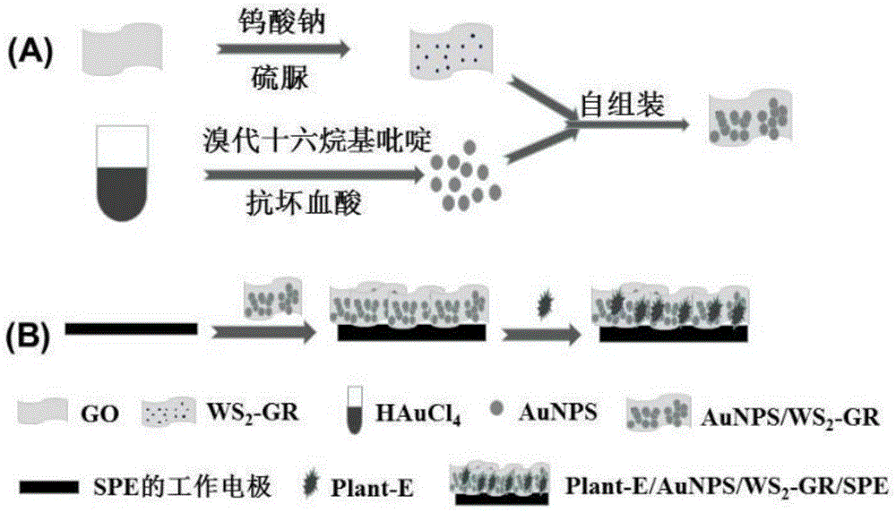 一种检测农残的酶生物传感器及其制备方法与应用与流程