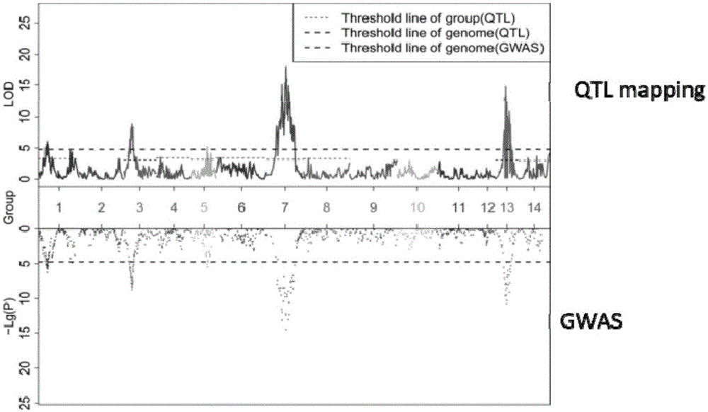 苎麻叶背毡毛主效QTL qLH7及其紧密连锁的分子标记和应用的制作方法