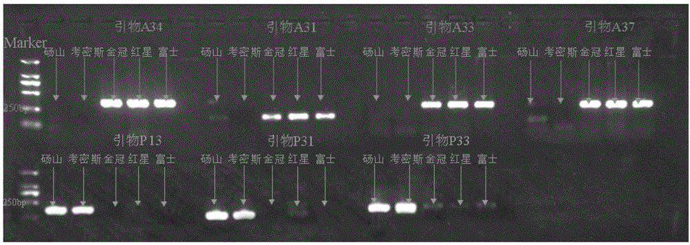 鉴定梨和苹果属间杂交种的分子标记引物组合物及其应用的制作方法