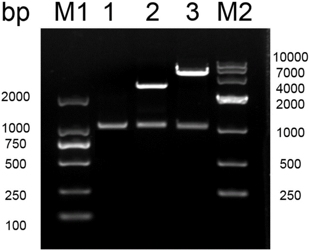 植物乳杆菌代谢低聚果糖的多效调控蛋白及其调控方法与流程